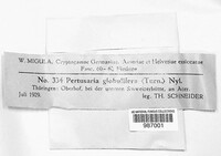 Lepra albescens image